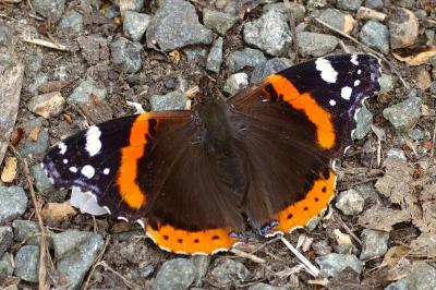 <i>Vanessa atalanta</i>