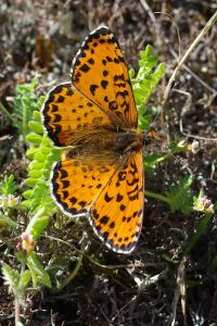 <i>Melitaea didyma</i>