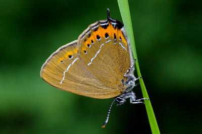 <i>Satyrium pruni</i>