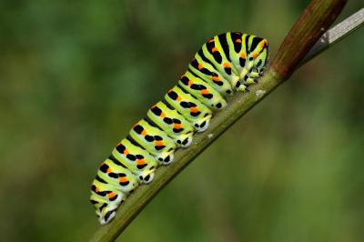 <i>Papilio machaon</i>