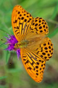 <i>Argynnis paphia</i>