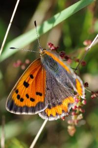 <i>Lycaena phlaeas</i>