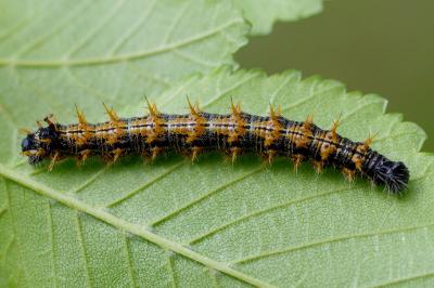 <i>Nymphalis polychloros</i>