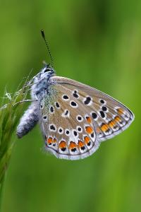 <i>Polyommatus icarus</i>