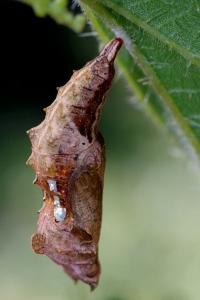 <i>Polygonia c-album</i>