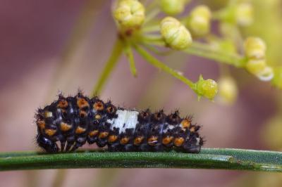 <i>Papilio machaon</i>