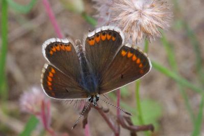 <i>Aricia agestis</i>
