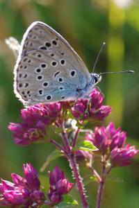 <i>Phengaris arion</i>