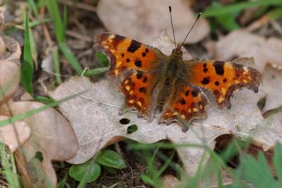 <i>Polygonia c-album</i>