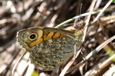 <i>Lasiommata megera</i>