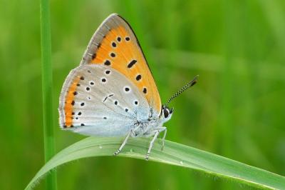 <i>Lycaena dispar</i>