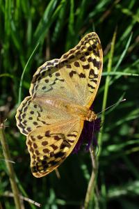 <i>Argynnis pandora</i>