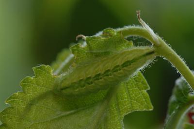 <i>Satyrium w-album</i>