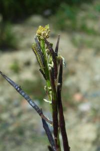 <i>Euchloe crameri</i>