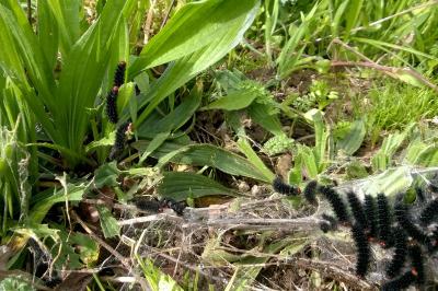 <i>Melitaea cinxia</i>