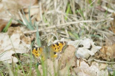 <i>Nymphalis polychloros</i>