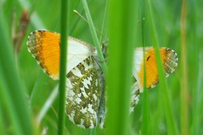 <i>Anthocharis cardamines</i>
