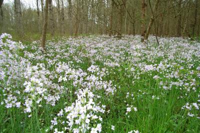 <i>Anthocharis cardamines</i>