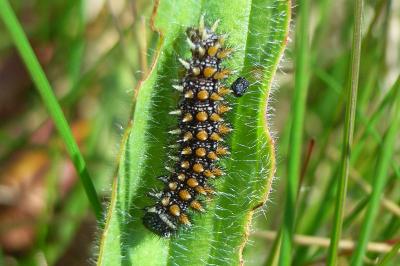 <i>Melitaea parthenoides</i>