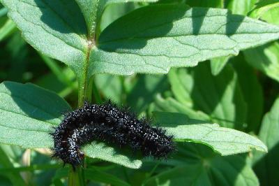 <i>Euphydryas aurinia</i>