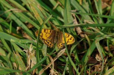 <i>Pararge aegeria</i>