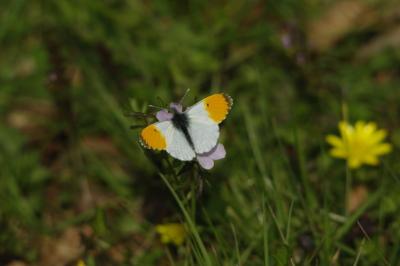 <i>Anthocharis cardamines</i>