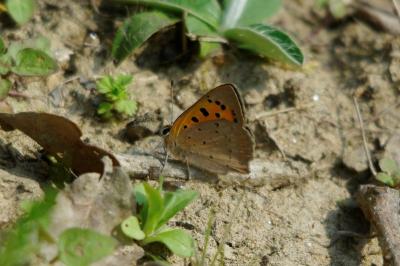 <i>Lycaena phlaeas</i>