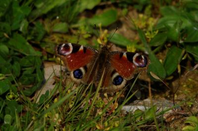 <i>Aglais io</i>