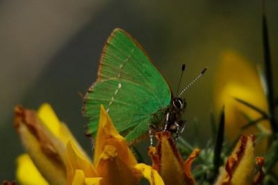 <i>Callophrys rubi</i>