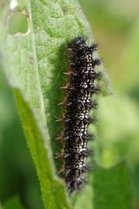 <i>Melitaea phoebe</i>