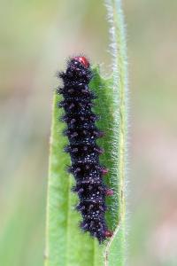 <i>Melitaea cinxia</i>