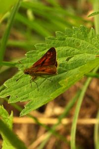 <i>Ochlodes sylvanus</i>