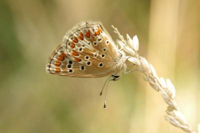 <i>Aricia agestis</i>