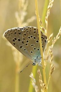 <i>Phengaris arion</i>