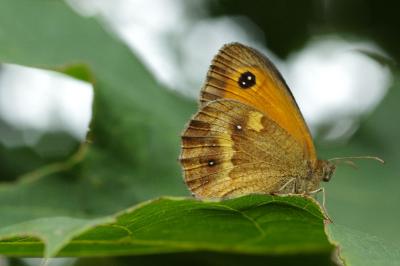 <i>Pyronia tithonus</i>
