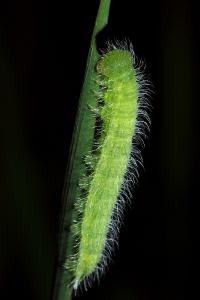 <i>Maniola jurtina</i>