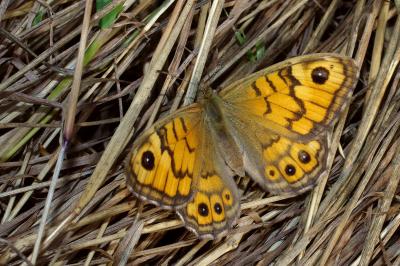 <i>Lasiommata megera</i>