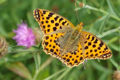 <i>Issoria lathonia</i>