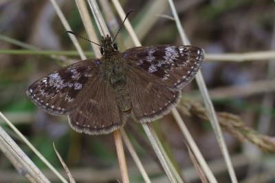 <i>Erynnis tages</i>
