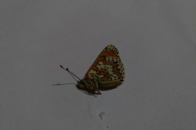 <i>Melitaea cinxia</i>