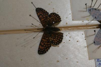 <i>Melitaea cinxia</i>