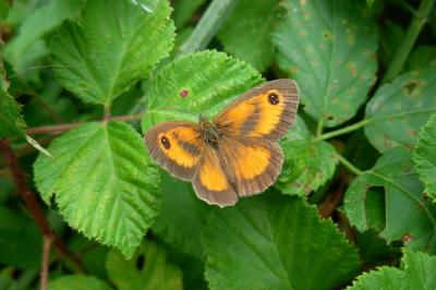 <i>Pyronia tithonus</i>