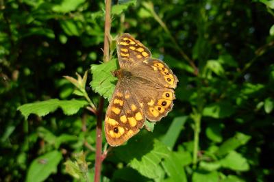 <i>Pararge aegeria</i>