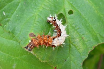 <i>Polygonia c-album</i>
