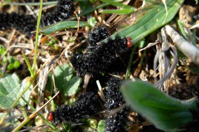 <i>Melitaea cinxia</i>