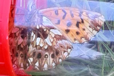 <i>Boloria dia</i>