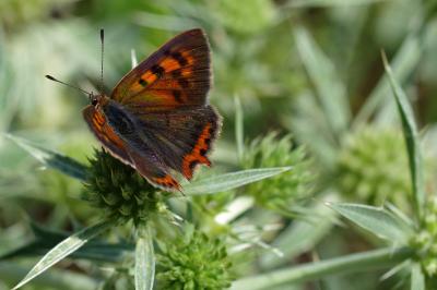 <i>Lycaena phlaeas</i>