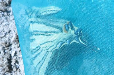 <i>Iphiclides podalirius</i>