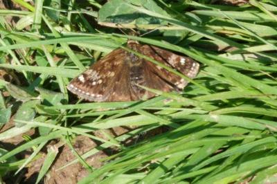 <i>Erynnis tages</i>