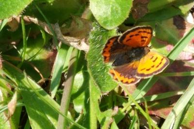 <i>Lycaena phlaeas</i>